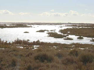 La Camargue