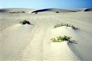 Dunas de Corralejo