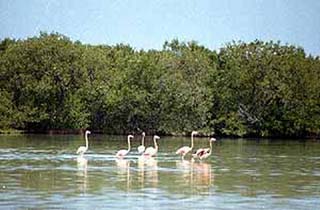 Isla Pájaros