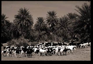 Luik, Mauritania