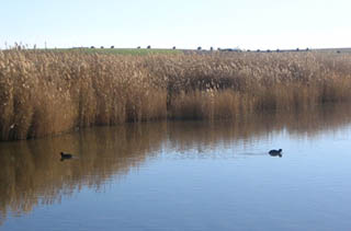 Tablas de Daimiel