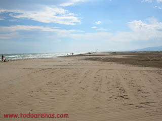 Eucaliptus, Delta del Ebro