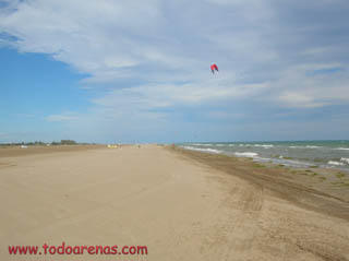 Eucaliptus, Delta del Ebro