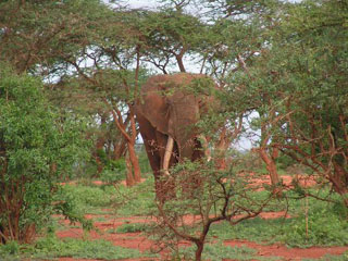 Tsavo