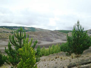 Gesierto palmira