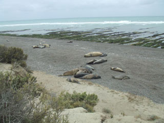 Caleta Valdes