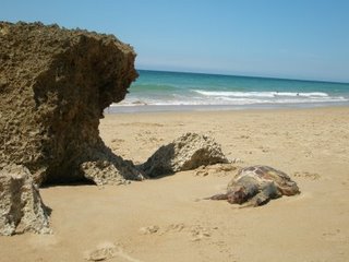 Cala Encnedida