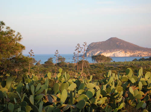 Campos de chumberas